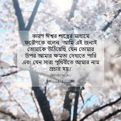 Picture 07 - ৰোমীয়া 9:17 BENIRV - কারণ ঈশ্বর - Bible Verse Picture