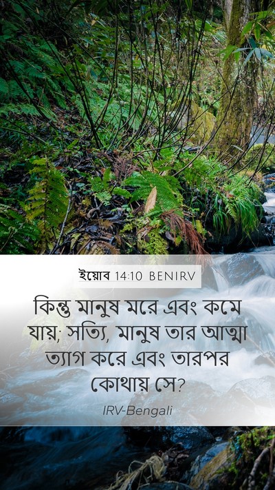 ইয়োব 14:10 BENIRV Bible Verse Image