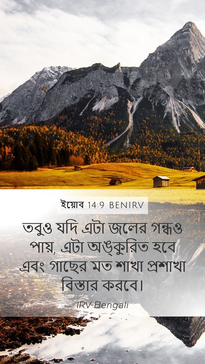 ইয়োব 14:9 BENIRV Mobile Phone Wallpaper - তবুও যদি এটা জলের - Mobile Bible Verse Wallpaper