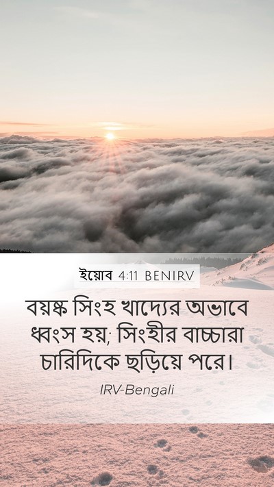 ইয়োব 4:11 BENIRV Mobile Phone Wallpaper - বয়ষ্ক সিংহ - Mobile Bible Verse Wallpaper