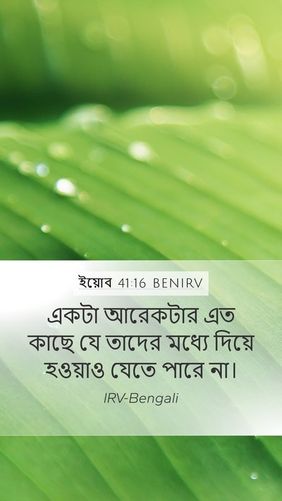 ইয়োব 41:16 BENIRV Mobile Phone Wallpaper - একটা আরেকটার এত - Mobile Bible Verse Wallpaper