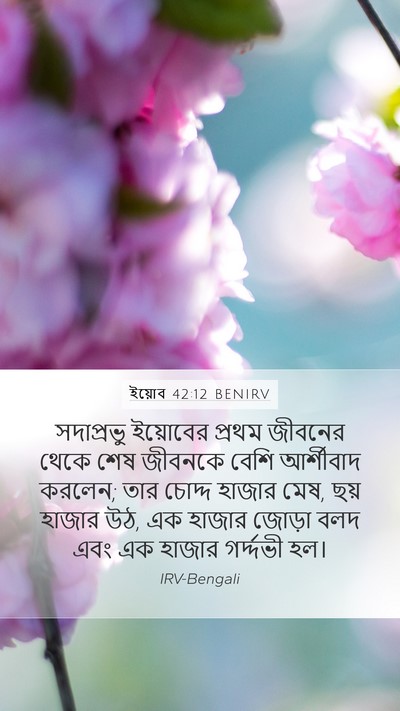 ইয়োব 42:12 BENIRV Bible Verse Image
