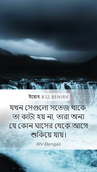ইয়োব 8:12 BENIRV Bible Verse Image