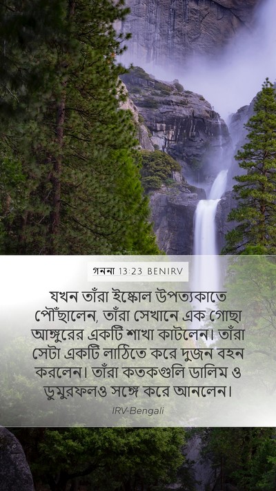 গননা 13:23 BENIRV Bible Verse Image
