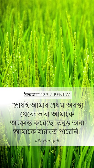গীতমালা 129:2 BENIRV Mobile Phone Wallpaper - “প্রায়ই আমার - Mobile Bible Verse Wallpaper