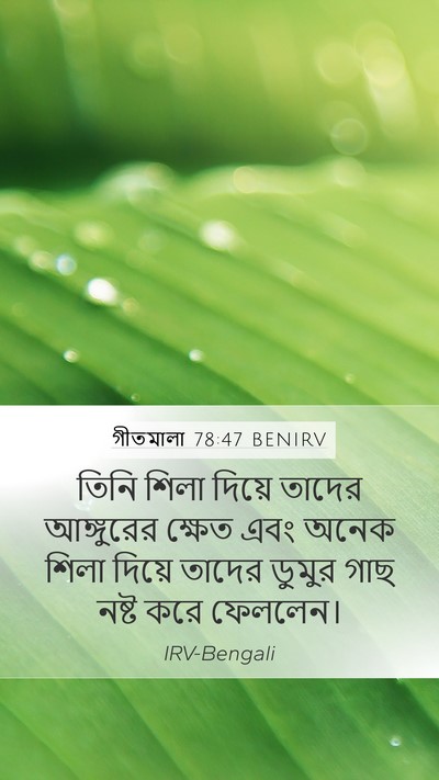 গীতমালা 78:47 BENIRV Bible Verse Image