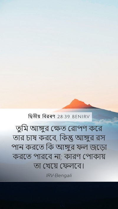 দ্বিতীয় বিৱৰণ 28:39 BENIRV Mobile Phone Wallpaper - তুমি আঙ্গুর ক্ষেত - Mobile Bible Verse Wallpaper