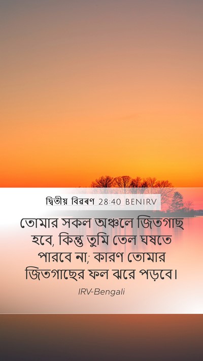 দ্বিতীয় বিৱৰণ 28:40 BENIRV Bible Verse Image
