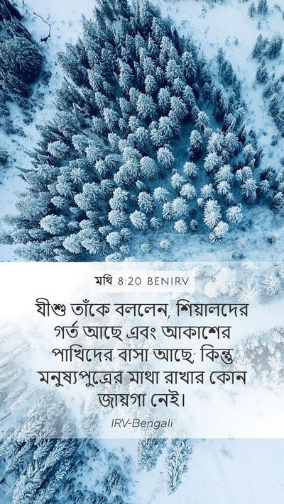 মথি 8:20 BENIRV Bible Verse Image