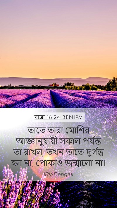 যাত্ৰা 16:24 BENIRV Mobile Phone Wallpaper - তাতে তারা মোশির - Mobile Bible Verse Wallpaper