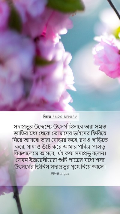 যিচয়া 66:20 BENIRV Bible Verse Image