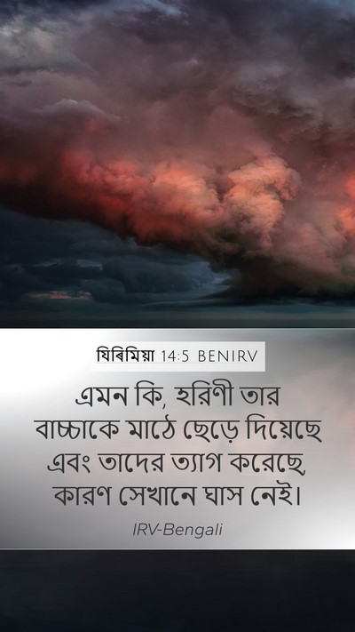 যিৰিমিয়া 14:5 BENIRV Bible Verse Image