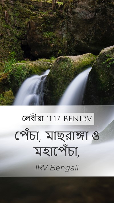 লেবীয়া 11:17 BENIRV Mobile Phone Wallpaper - পেঁচা, মাছরাঙ্গা ও - Mobile Bible Verse Wallpaper